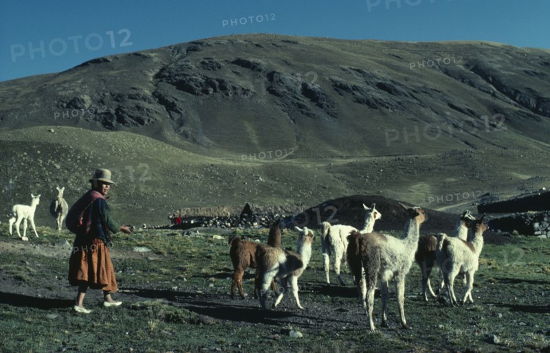 BOLIVIA, , "Llama herders. Domestic animals in Bolivia and Peru used for wool, meat and milk"