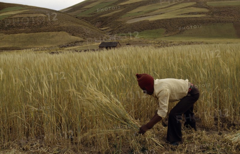 BOLIVIA, Altiplano, Potosi,  Aymara / Quechua man reaping barley. Near Potosi