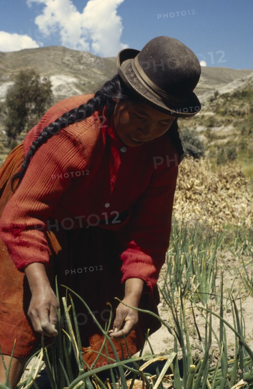 BOLIVIA, Lake Titicaca, Belen, "Woman harvesting potatoes, root vegetables and onions"