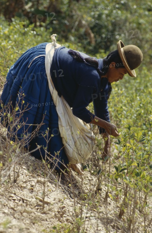BOLIVIA, Chapare , Woman picking coca leaves in a traditional commercial coca growing area mainly used for cocaine