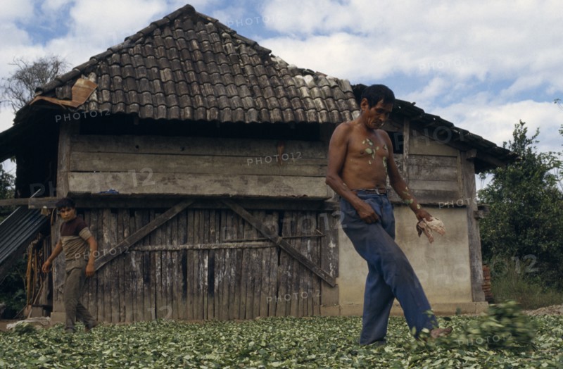 BOLIVIA, Chapare , Men drying coca leaves in a traditional commercial coca growing area mainly  for cocaine