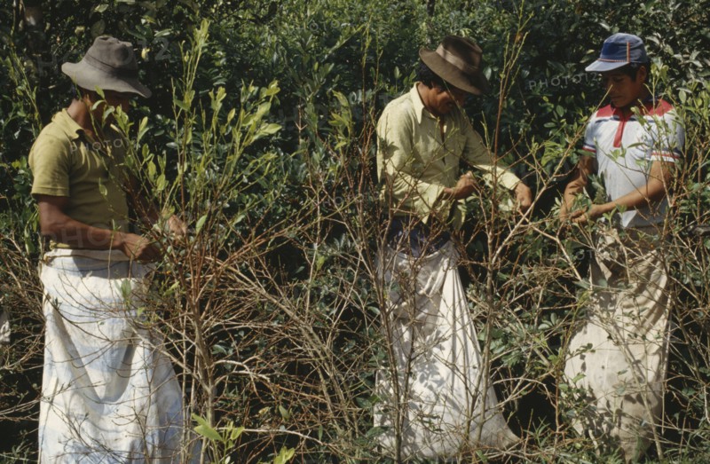 BOLIVIA, Chapare , Men picking coca leaves. Traditional commercial coca growing area mainly for cocaine