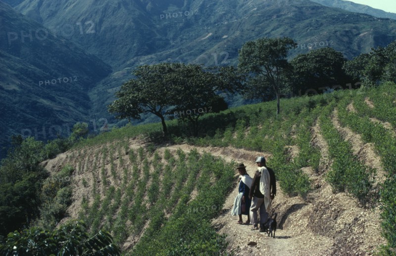 BOLIVIA, Chapare , Man and woman with a dog walking through coca terraces. Traditional commercial coca growing area mainly for cocaine.