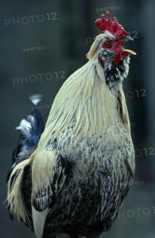 AGRICULTURE, Livestock, Poultry, Single Cockerel