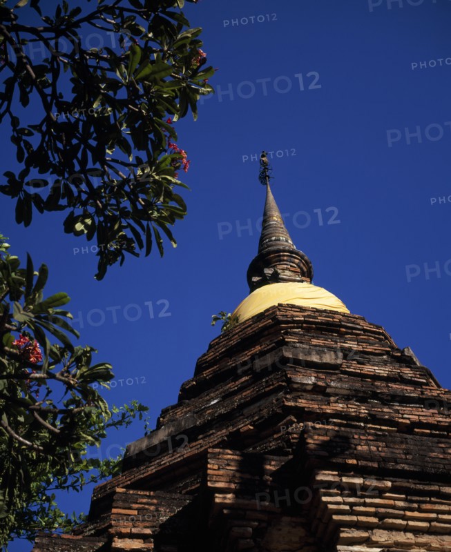 THAILAND, North, Chiang Mai, "Wat Phan On built in 1501 AD.  Gold silk wrapped around base of Chedi spire during winter season, with pink flowered frangipani tree in foreground."