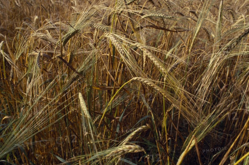 AGRICULTURE, Arable, Barley, Detail of barley crop