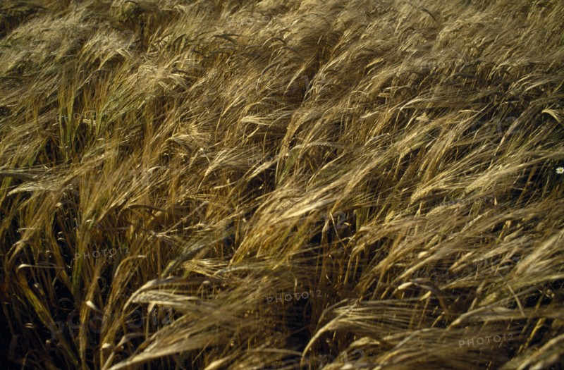 AGRICULTURE, Arable, Barley, Detail of barley crop