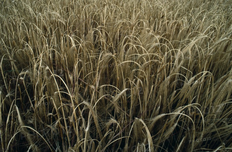 AGRICULTURE, Arable, Barley, Detail of barley crop