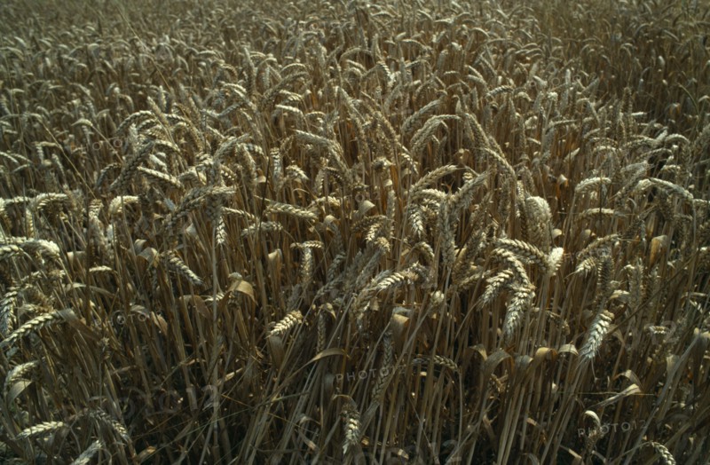 AGRICULTURE, Arable, Wheat, Detail of wheat crop in Theale Farm. Slinfold. West Sussex. England