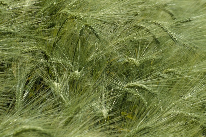 AGRICULTURE, Arable, Barley, Detail of barley crop