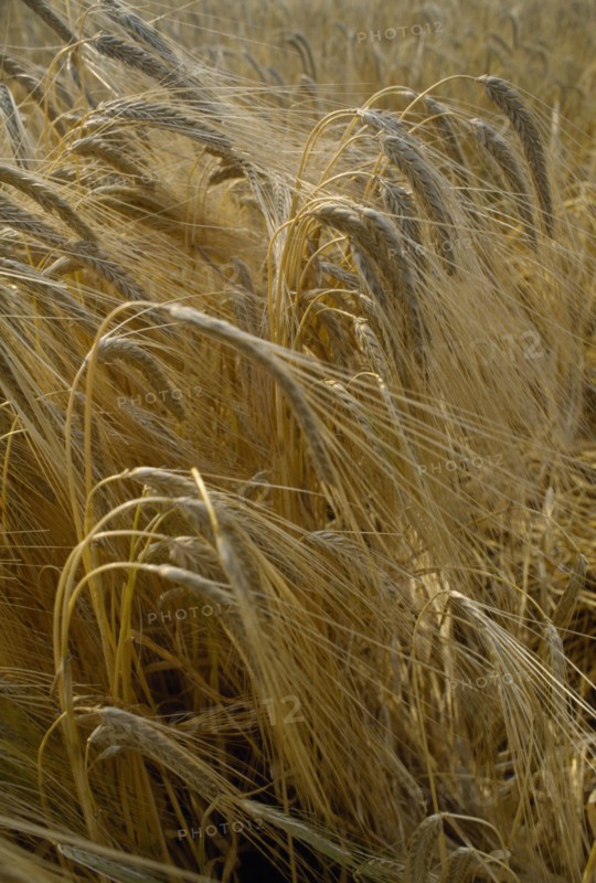 AGRICULTURE, Arable, Barley, Detail of barley crop. Storrington. West Sussex. England.