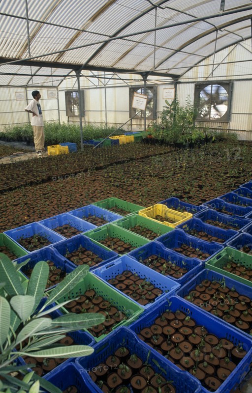 UAE, Abu Dhabi, Al Sammaliah, Mangrove nursery growing imported and local plants grown to decrease temperatures risen due to global warming.