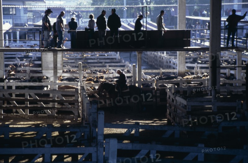 ARGENTINA, Buenos Aires, "Traders on raised walkway above cattle pens, examining animals for sale in huge cattle market with man on horse between pens below."