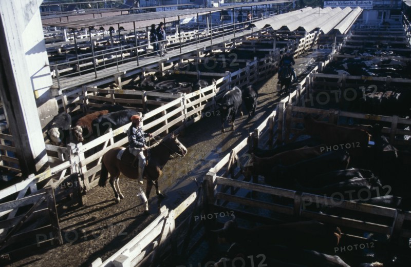 ARGENTINA, Buenos Aires, "Traders on raised walkway above cattle pens, examining animals for sale in huge cattle market with men on horseback moving two animals between pens below."