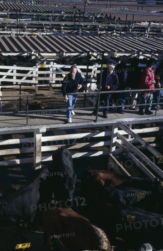 ARGENTINA, Buenos Aires, "Traders on raised walkway above cattle pens, examining animals for sale in huge cattle market below."