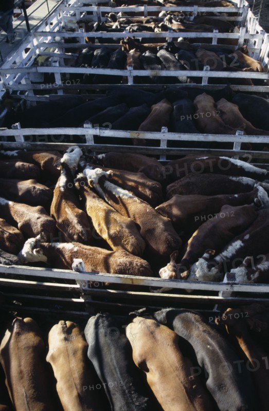 ARGENTINA, Buenos Aires, Looking down on backs of animals in tightly packed cattle pens in huge cattle market.