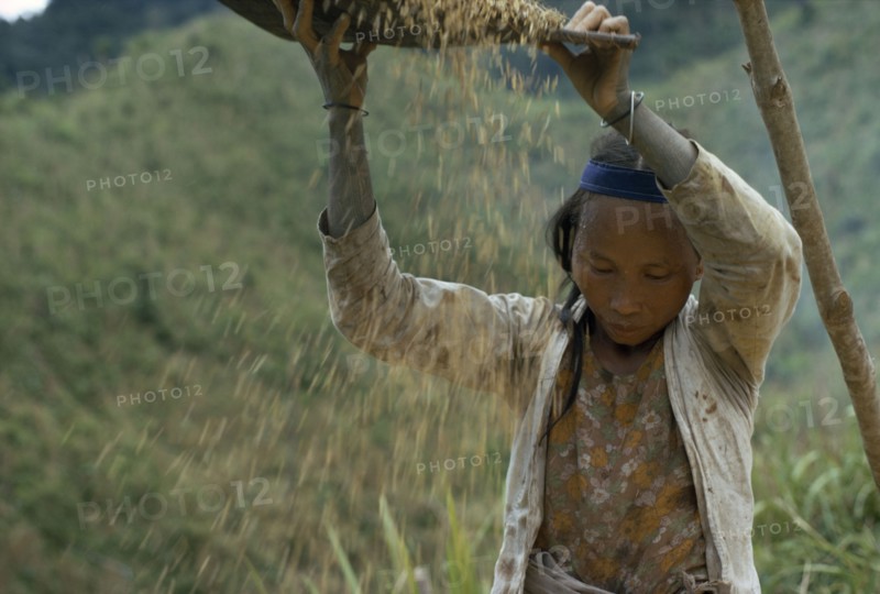 MALAYSIA, Borneo, Sarawak, Kayan girl winnowing rice. Subgroup of the Dayak indigenous tribes native to Borneo