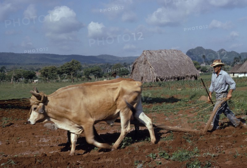 CUBA, Agriculture, Peasant farmer ploughing with Oxen cattle in field near thatched farmstead