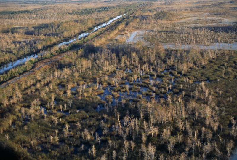 USA, Florida, Everglades, Aerial view over cypress trees growing in swamp
