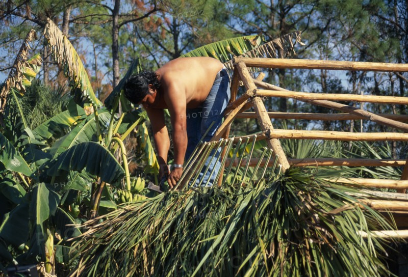 USA, Florida, Everglades, Independent Seminole Native American thatching a Chickee hut using palm fronds