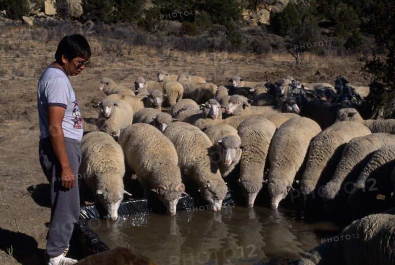 USA, New Mexico, Zuni, Zuni Native American Indian man called Philip with his flock of sheep at the village water hole.