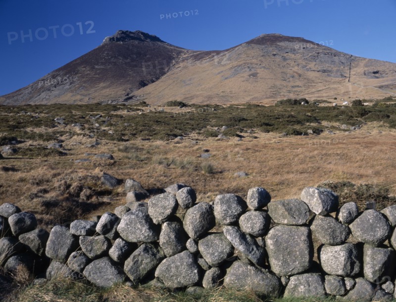 IRELAND, North, County Down, "Mourne Mountain landscape with gorse and coarse, golden brown grasses, grazing sheep and stone wall in foreground."