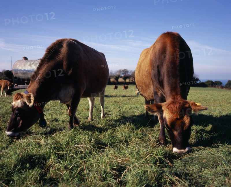 UNITED KINGDOM, Channel Islands, Jersey, Jersey cattle grazing on lush green grass