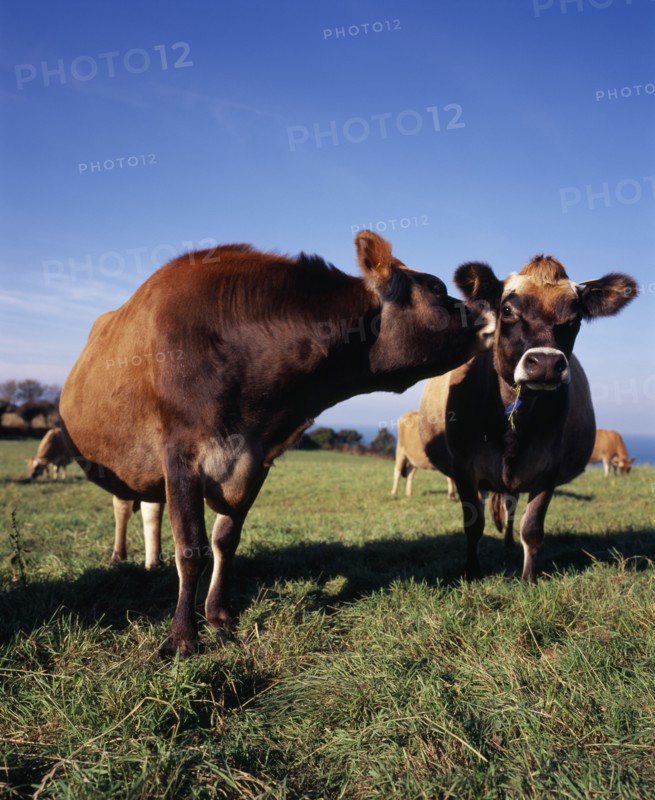 UNITED KINGDOM, Channel Islands, Jersey, Jersey cattle