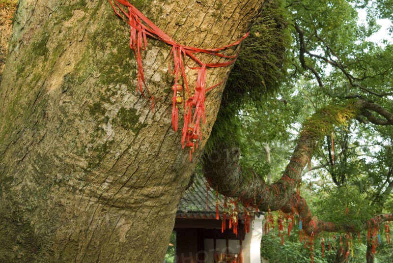 CHINA, Zhejiang , Putuoshan, Decorated Camphor Tree at Puji Temple. While this Buddhist temple's origins go back to the Tang dynasty it was completed in 1731 during the Qing dynasty