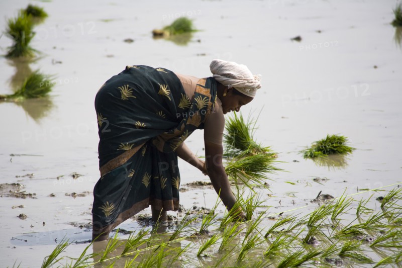 INDIA, Tamil Nadu, Agriculture, Woman planting rice plants in a paddy field