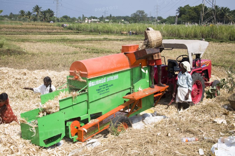 INDIA, Tamil Nadu, Agriculture, Farm labourers processing corn cobs on a type of threshing machine to remove leaves