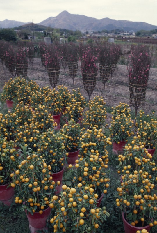 HONG KONG, Chinese New Year, Orange trees and peach blossom grown for New Year celebrations.