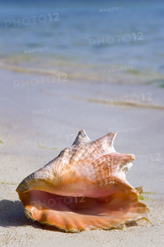 WEST INDIES, St Vincent And The Grenadines, Union Island, Conch shell at the water's edge on the beach at Clifton