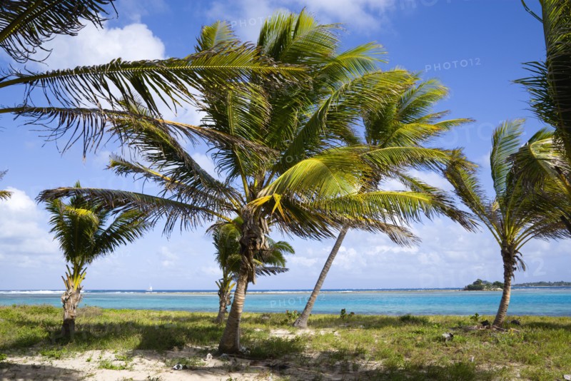 WEST INDIES, St Vincent And The Grenadines, Union Island, Coconut palm trees blowing in the wind and bending on the beach at Clifton with a sailing yacht at sea beyond the distant reef.