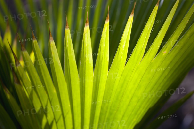 WEST INDIES, St Vincent And The Grenadines, Union Island, Pattern of backlit fanned palm leaves in Clifton.