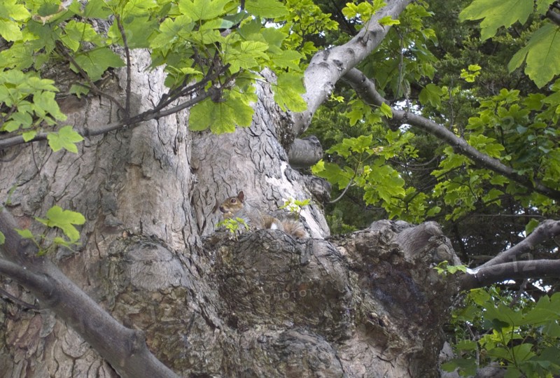 ENGLAND, West Sussex, Shoreham-by-Sea, Squirrel blending in with tree.