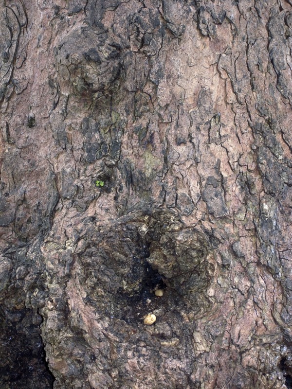 ENGLAND, West Sussex, Shoreham-by-Sea, Nut left in tree knot for squirrel.