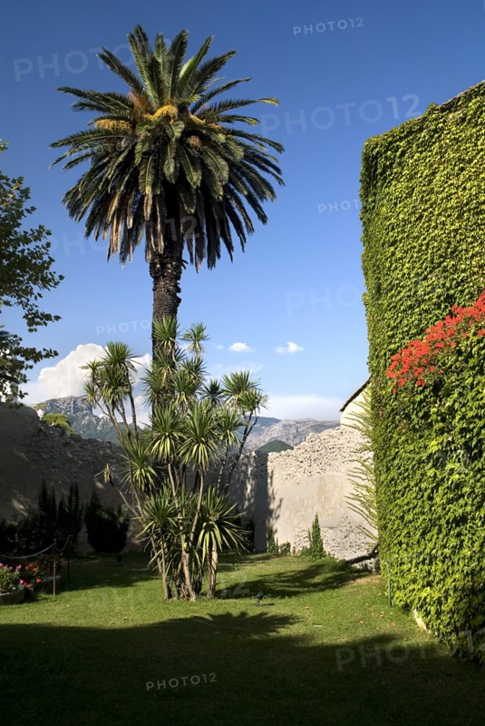20093650 ITALY Campania Ravello Villa Cimbrone. Tall tree at entrance to the villa