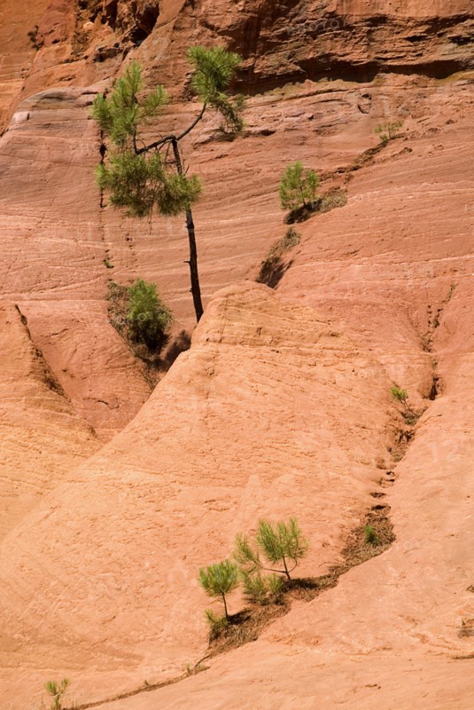FRANCE, Provence Cote d’Azur, Le Sentier des Ocres (The Ochre Footpath) , Tree and shrubs growing in gullys through ochre cliff in the area known as the Needle Cirque.