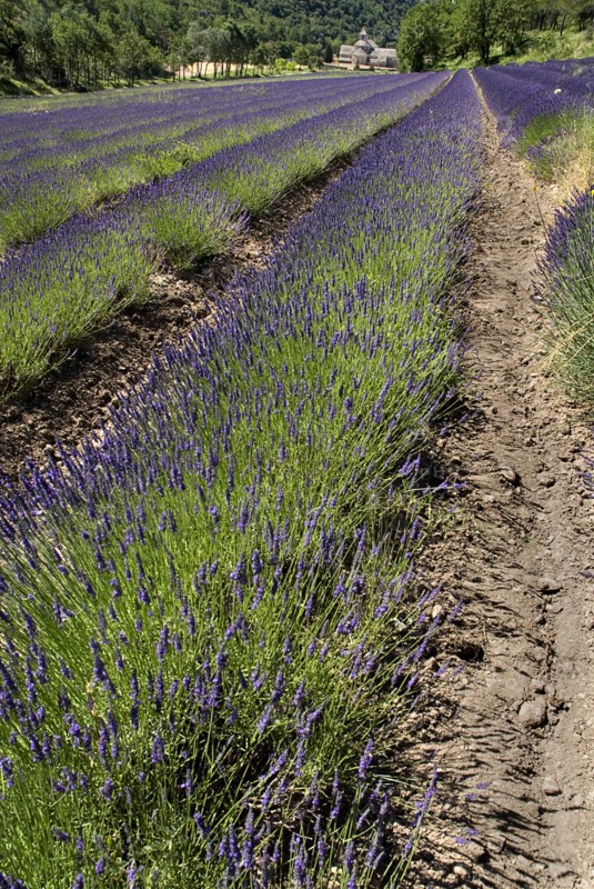 FRANCE, Provence Cote d’Azur, Vaucluse, Abbaye Notre Dame de Sénanque.  View towards monastery in tree lined valley over field of lavender in foreground.