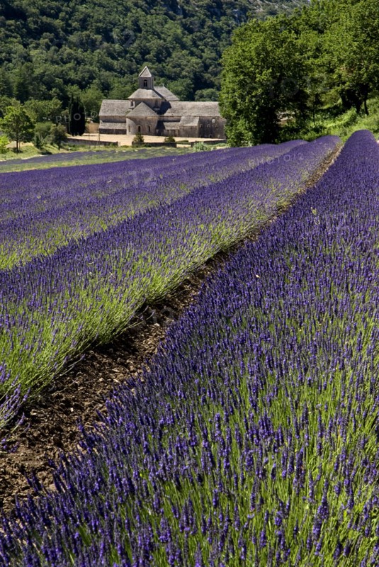 FRANCE, Provence Cote d’Azur, Vaucluse, "Abbaye Notre Dame de Senanque.  View towards monastery in tree lined valley, over field of lavender in the foreground"