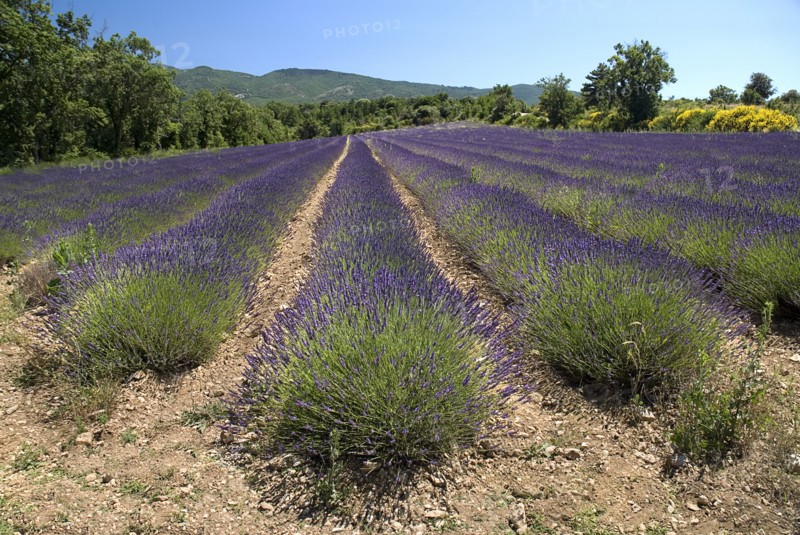 FRANCE, Provence Cote d’Azur, Vaucluse, Lavender field between villages of Saignon and Auribeau.