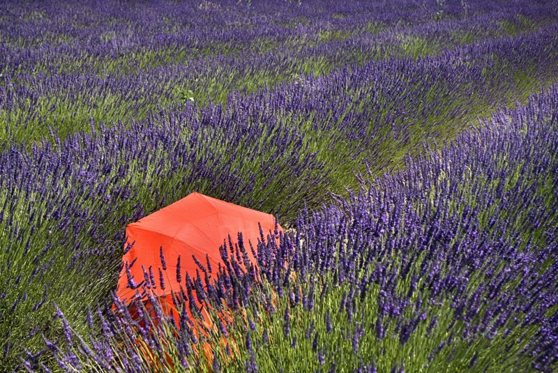FRANCE, Provence Cote d’Azur, Vaucluse, Red umbrella amidst rows of lavender in field between villages of Saignon and Auribeau.