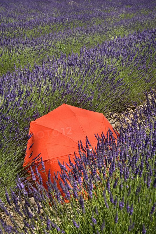 FRANCE, Provence Cote d’Azur, Vaucluse, Red umbrella amidst rows of lavender in field between villages of Saignon and Auribeau.