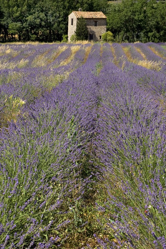 FRANCE, Provence Cote d’Azur, Vaucluse, Stone barn with tiled roof in lavender field near village of Auribeau.