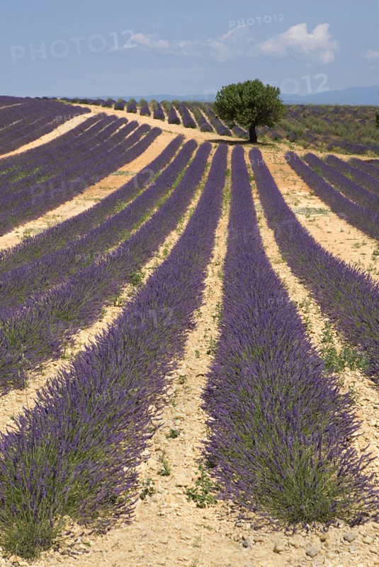 FRANCE, Provence Cote d’Azur, Alpes de Haute de Provence, "Sweeping vista of lavender field with a single tree, off-centre, just below skyline in its midst.  In major growing area near town of Valensole."
