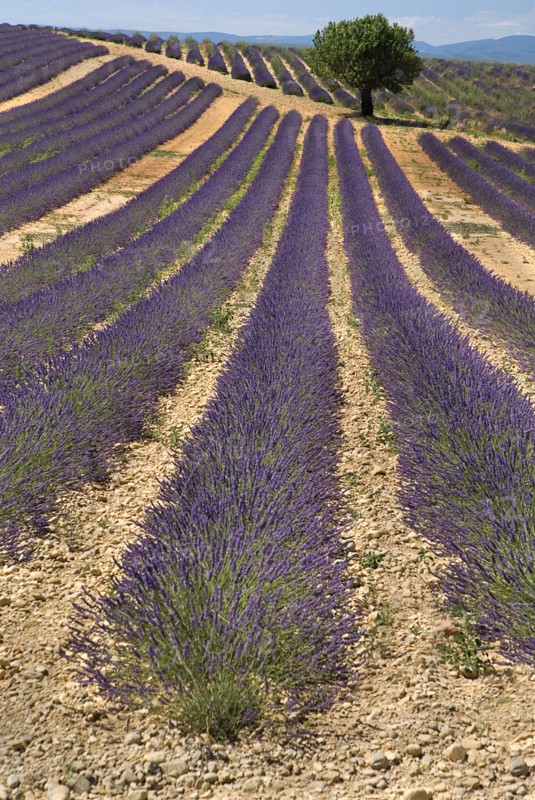FRANCE, Provence Cote d’Azur, Alpes de Haute Provence, "Sweeping vista of lavender field with a tree off -centre, just below skyline in its midst in major growing area near town of Valensole."