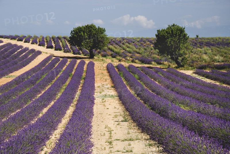 FRANCE, Provence Cote d’Azur, Alpes de Haute Provence, Sweeping vista of lavender field with distant trees in major growing area near town of Valensole.