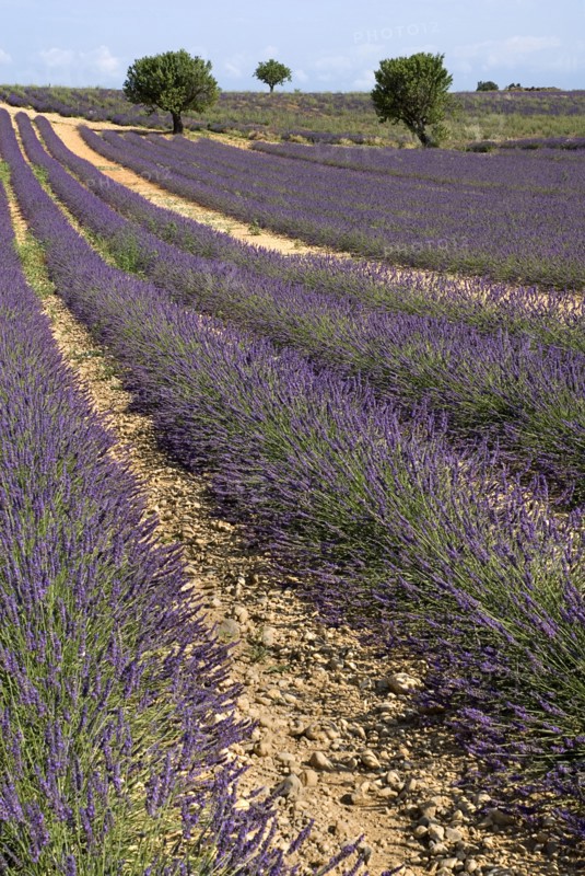 FRANCE, Provence Cote d’Azur, Alpes de Haute Provence, Sweeping vista of lavender field with distant trees in major growing area near town of Valensole.
