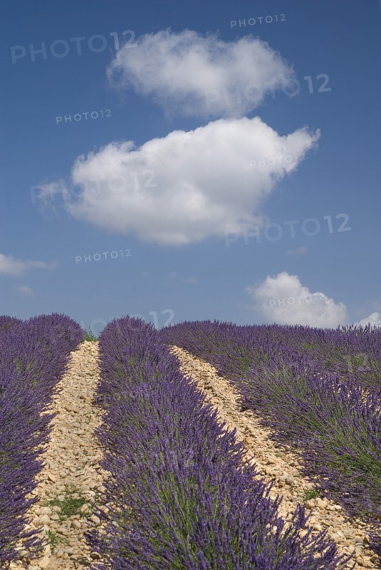 FRANCE, Provence Cote d’Azur, Alpes de Haut Provence, Rows of lavender following slope of field to the horizon in major growing area near town of Valensole with blue sky and white clouds above.